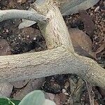 Combretum apiculatum Bark