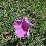 Ipomoea sagittata Blomst