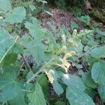 Salvia glutinosa Floro