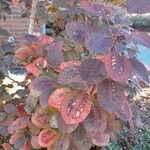 Cotinus obovatus Habit