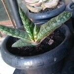 Gasteria disticha Leaf