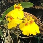 Oncidium altissimum Λουλούδι
