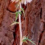Echinops ritro Flower