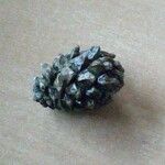 Pinus uncinata Fruit