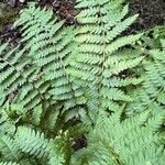 Osmundastrum cinnamomeum Leaf