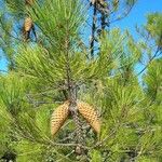 Pinus attenuata Агульны выгляд