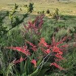 Aloe secundiflora Bleunienn