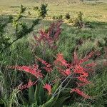 Aloe secundiflora Цвят