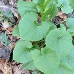Doronicum columnae Hoja