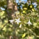 Abelia chinensis Flower