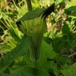 Arisaema amurense फूल