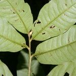 Ardisia guianensis Folha