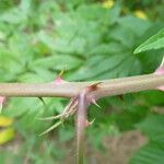Rubus platyacanthus Otro