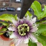 Passiflora edulis 花