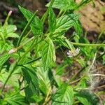 Epilobium roseum Flors