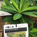 Euphorbia stygiana Hoja