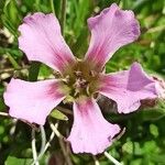 Saponaria pumila Flower