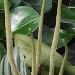 Peperomia argyreia 花