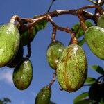 Spondias radlkoferi Fruto