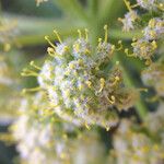 Lomatium dasycarpum Fiore