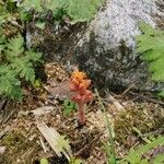 Orobanche flava Flower