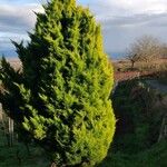 Hesperocyparis macrocarpa Blad