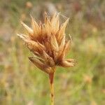 Rhynchospora alba Ffrwyth