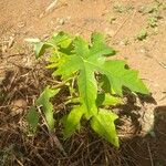 Carica papaya Leaf