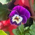 Viola tricolorBlodyn