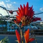Erythrina corallodendron Цвят