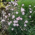 Dianthus crinitus Цвят