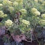 Crithmum maritimumBloem