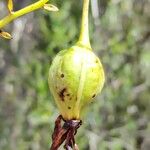 Eulophia flabellata Frucht