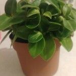 Peperomia scandens Leaf