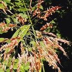 Sorghum halepense Λουλούδι