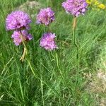 Armeria arenaria Habitus