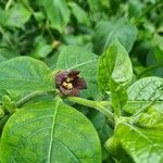 Atropa bella-donnaFlower