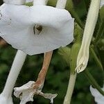 Nicotiana sylvestris പുഷ്പം