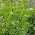 Tanacetum macrophyllum Агульны выгляд