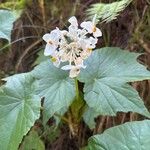 Begonia involucrataFrunză