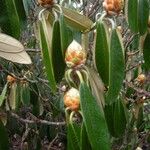 Rhododendron lanigerum Outro