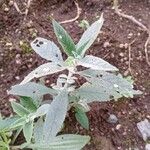 Buddleja globosa Blad