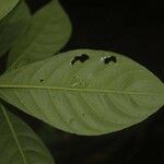 Carapichea guianensis Corteza