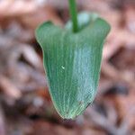 Epipactis persica Leaf