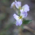 Malcolmia maritima പുഷ്പം