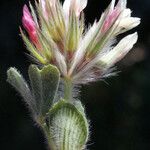 Trifolium stellatum Flower