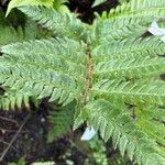 Polystichum aculeatum 葉