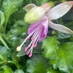 Fuchsia × standishii Flor