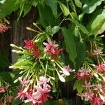 Combretum indicum Flor