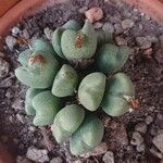 Conophytum velutinum Leaf